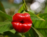 [HOT] Nóng bỏng loài hoa hình đôi môi đỏ mọng..............!!