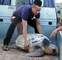 Thả rùa nặng 75kg về đại dương.!