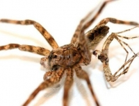 Kỳ dị loài nhện chết vì... "thượng mã phong"