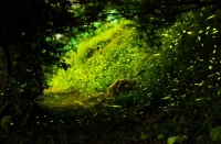 Hàng ngàn con đom đóm thắp sáng cả khu rừng