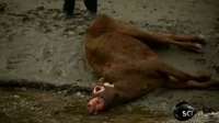 Cái chết bí ẩn của đàn bò bị móc mắt, cắt lưỡi và cơ quan sinh dục từ hàng chục năm nay