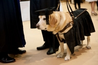 Chú chó được nhận bằng thạc sĩ của chính phủ Mỹ