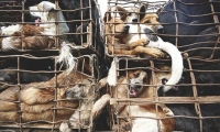 Hành trình chết chóc của chó nhập khẩu vào Việt Nam