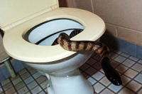 Bị rắn cắn 'của quý' khi đi vệ sinh
