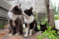 Thăm thiên đường của loài mèo ở Nhật Bản. Ở Việt Nam mà có thì tuyệt cú mèo