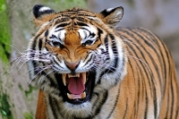 "boyclacken" hoảng sợ khi Lộ diện hổ ăn thịt người Tigrex 303 Vào Nhận Hàng