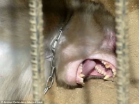 Màn tra tấn khỉ man rợ của nhân viên rạp xiếc Hàn Quốc