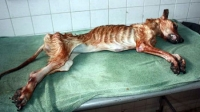 Bị phạt 10.000 SGD vì để chó nuôi chết