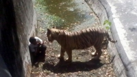 Hổ trắng vồ chết thanh niên say rượu trong sở thú Ấn Độ