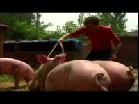 Đàn lợn xăm nghệ thuật giá hơn 2 tỷ