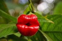 [MacproDS] Điểm danh 10 loài hoa quái dị nhất hành tinh