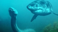 Cá mập sát thủ biển cả tấn công rắn