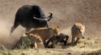 Bò rừng tấn công đàn sư tử đang háo ăn