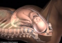 Sự điều chỉnh kì diệu của cơ thể người mẹ khi sinh nở