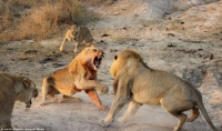 Sư tử đánh nhau với sư tử dã man