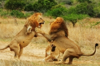 Sư tử đực đánh nhau dã man
