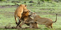 Thế giới động vật, loài sư tử chua sơn lâm dũng mãnh