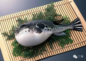 Chế biến cá nóc - chỉ có 12 siêu đầu bếp tại Nhật Bản được cấp phép