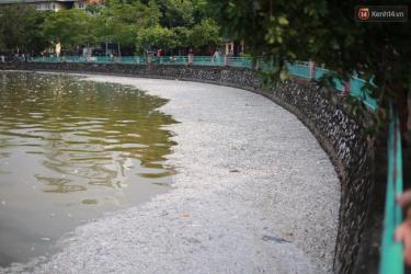 Hà Nội : Cá chết nổi trắng hồ Tây,mùi hôi thối bốc lên nồng nặc