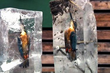 Chim bị đông băng sau khi lao xuống hồ bắt cá - lạnh khủng khiếp :(