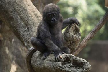 Cận cảnh bàn tay giống y hệt con người của gorilla trong sở thú Mỹ