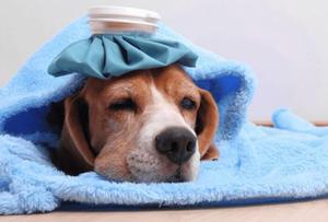 Mách bạn các dấu hiệu nhận biết chó bị sốt để chăm sóc chó bị ốm tại nhà hiệu quả
