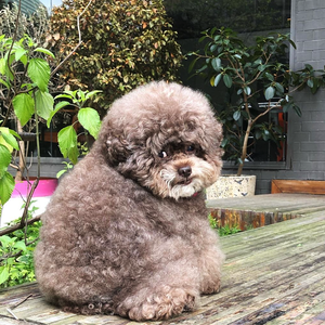 Dân mạng cười rần rần với cô chó Poodle mũm mĩm có dáng ngồi 'dỗi hờn cả thế giới'